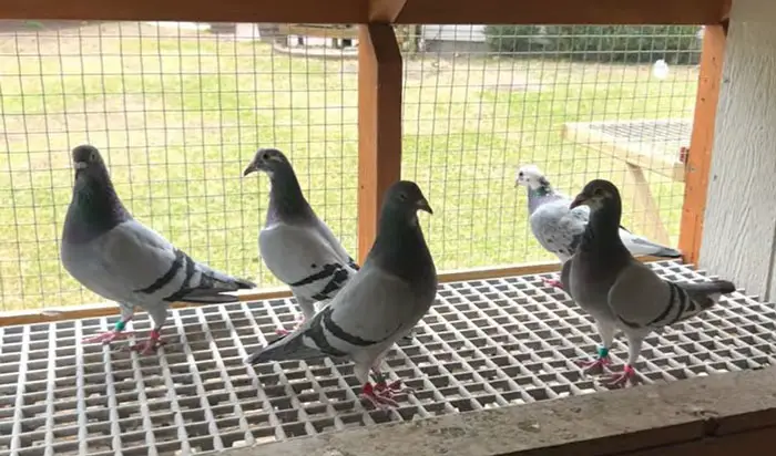 Longevity of Racing Pigeons