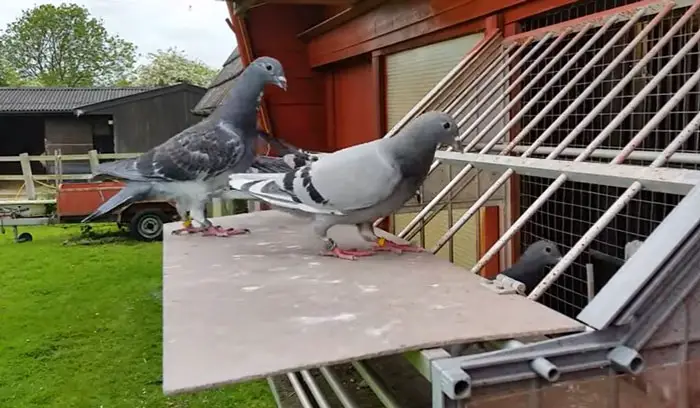 Maintaining the Health and Well-Being of Aging Racing Pigeons