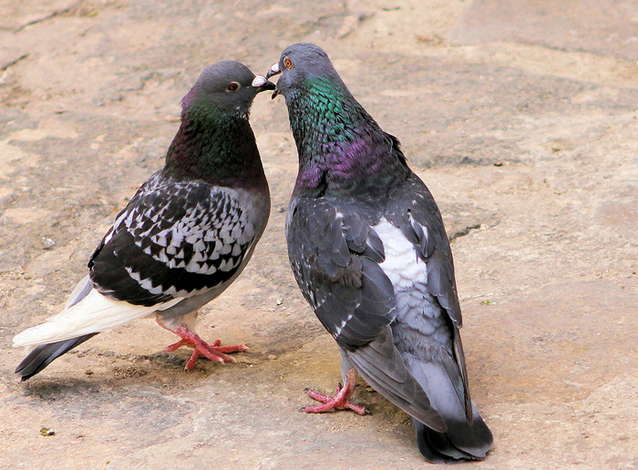 Male pigeon performing a courtship display to attract a mate