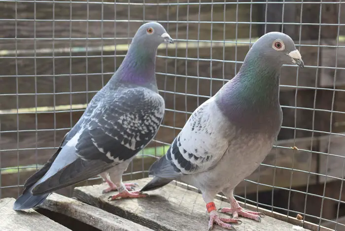 Managing Weather Conditions in Pigeon Racing