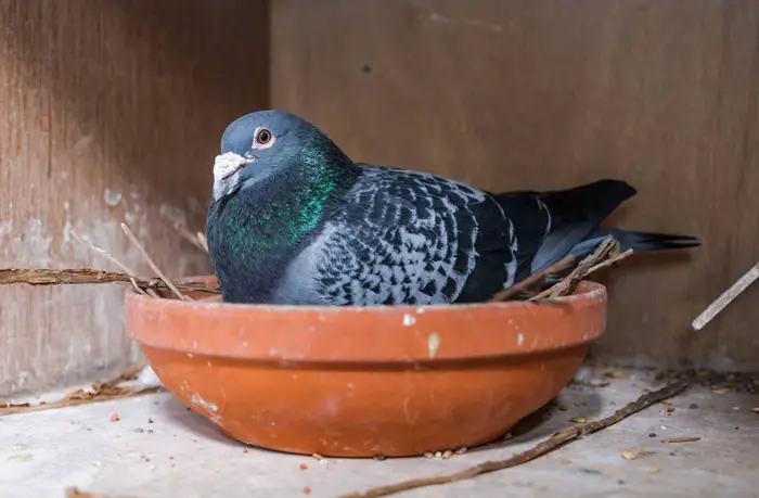 Materials Used For Building Pigeon Nests