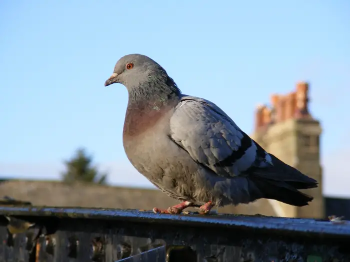 Most important colors in pigeon breeding