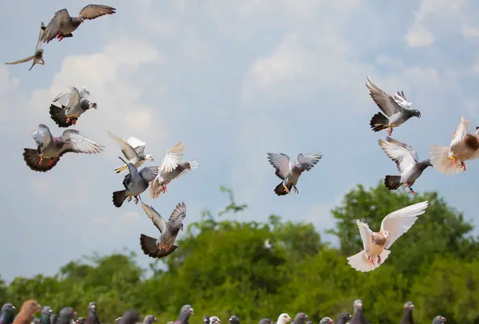 National Pigeon Racing Events