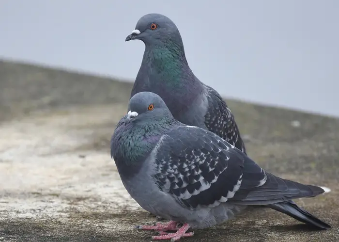 Negative Impacts of Rock Pigeons