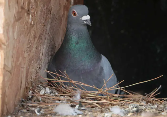 Nesting Habit of Pigeons