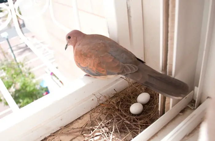 Nesting Materials of Pigeons