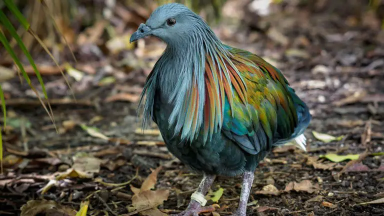 Nicobar Pigeon 101: Physical Characteristics, Habitat, Behavior, and Conservation Status