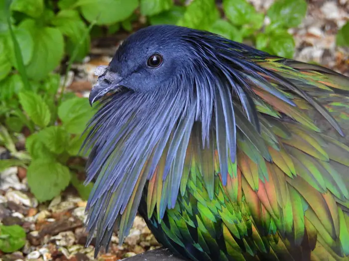 Nicobar Pigeon Head and Face