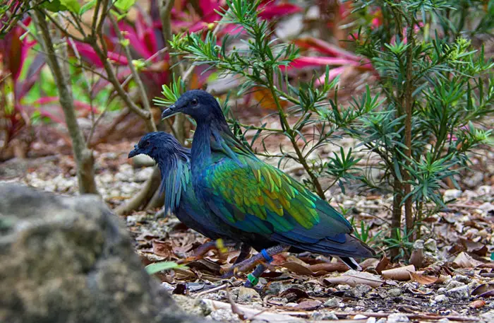 Nicobar Pigeons Breeding