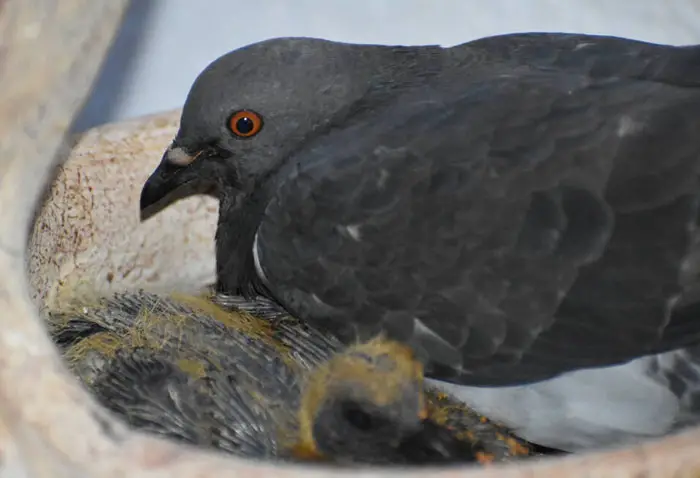 Parental Care Behaviors Exhibited By Pigeons