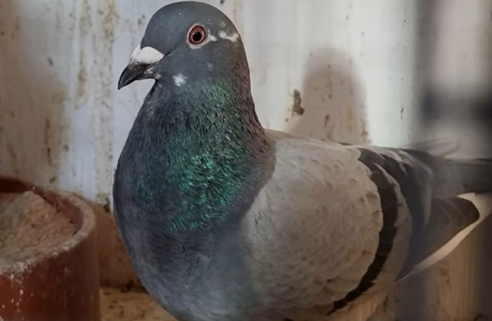 Pedigree Analysis and Genetic Testing in Pigeon Breeding