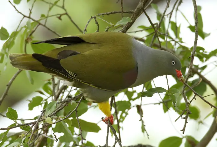 Physical Characteristics Of The African Green Pigeons