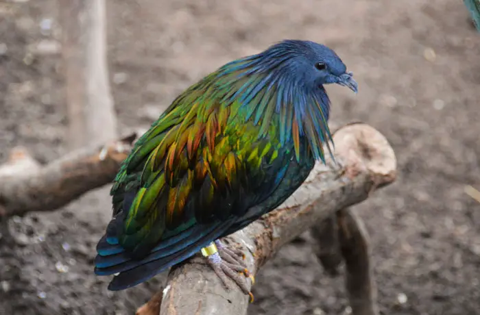 Physical Characteristics of Nicobar Pigeon