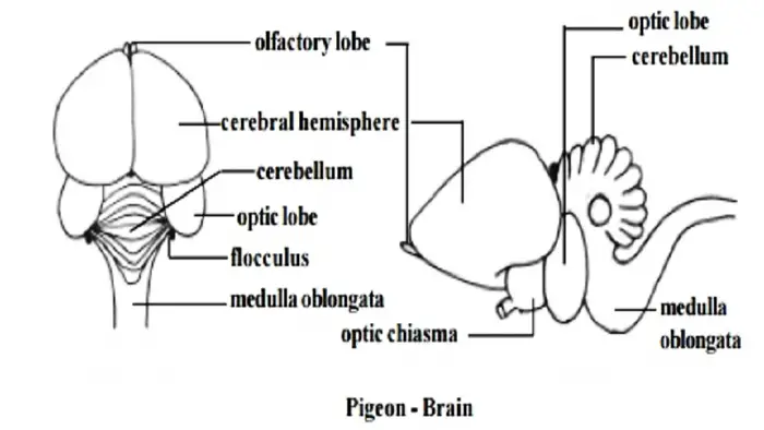 Pigeon Brain