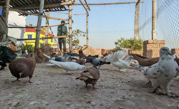 Pigeon Breeding Food Availability