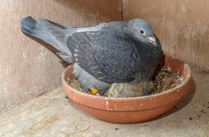 Pigeon Breeding Habits