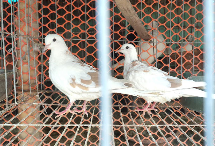 Pigeon Breeding Temperature and Humidity