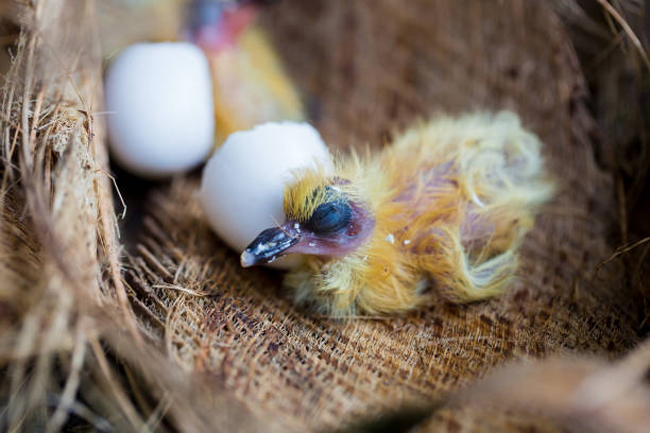 Pigeon Egg Incubation Process