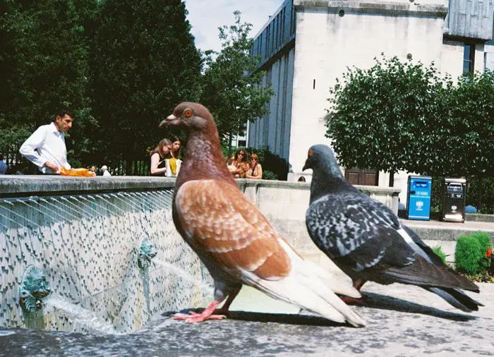 Pigeon Genetic Compatibility