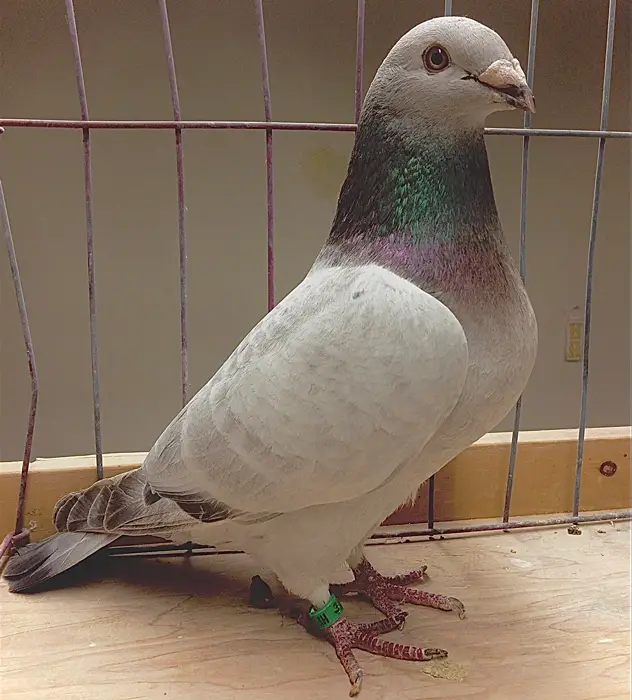 Pigeon Genetics Color Variations