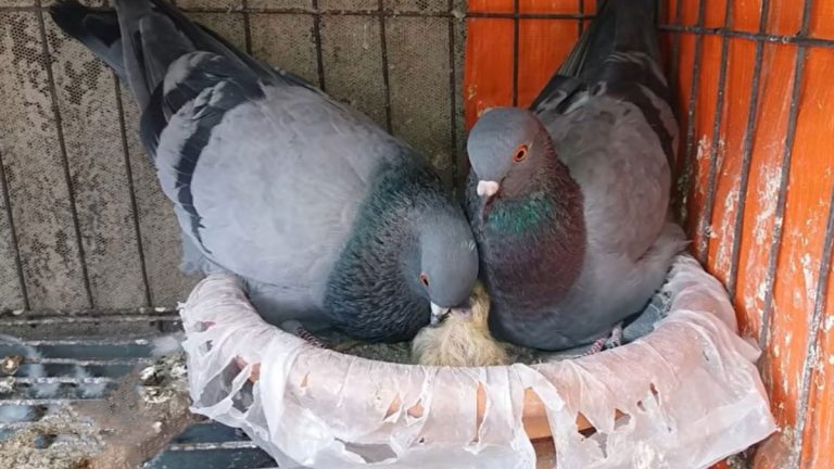 Pigeon Milk: Understanding Its Role in Chick Growth and Survival