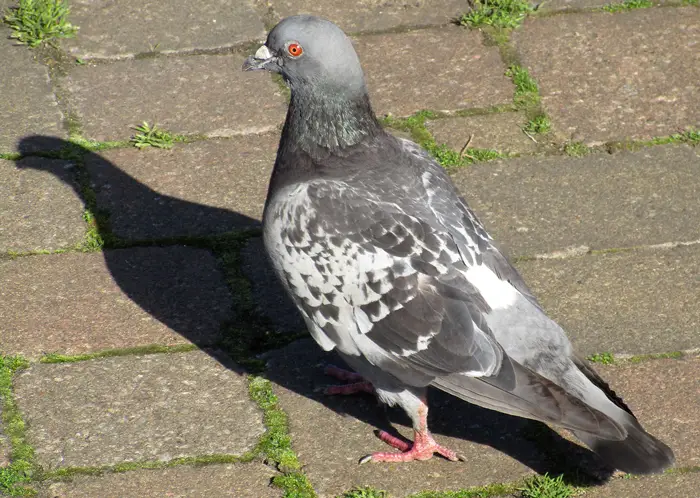 Pigeon Navigation and Homing