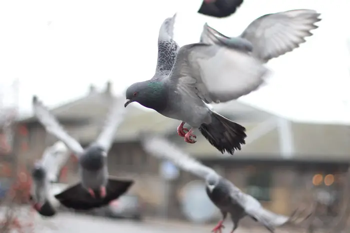 Pigeon Navigation and Homing