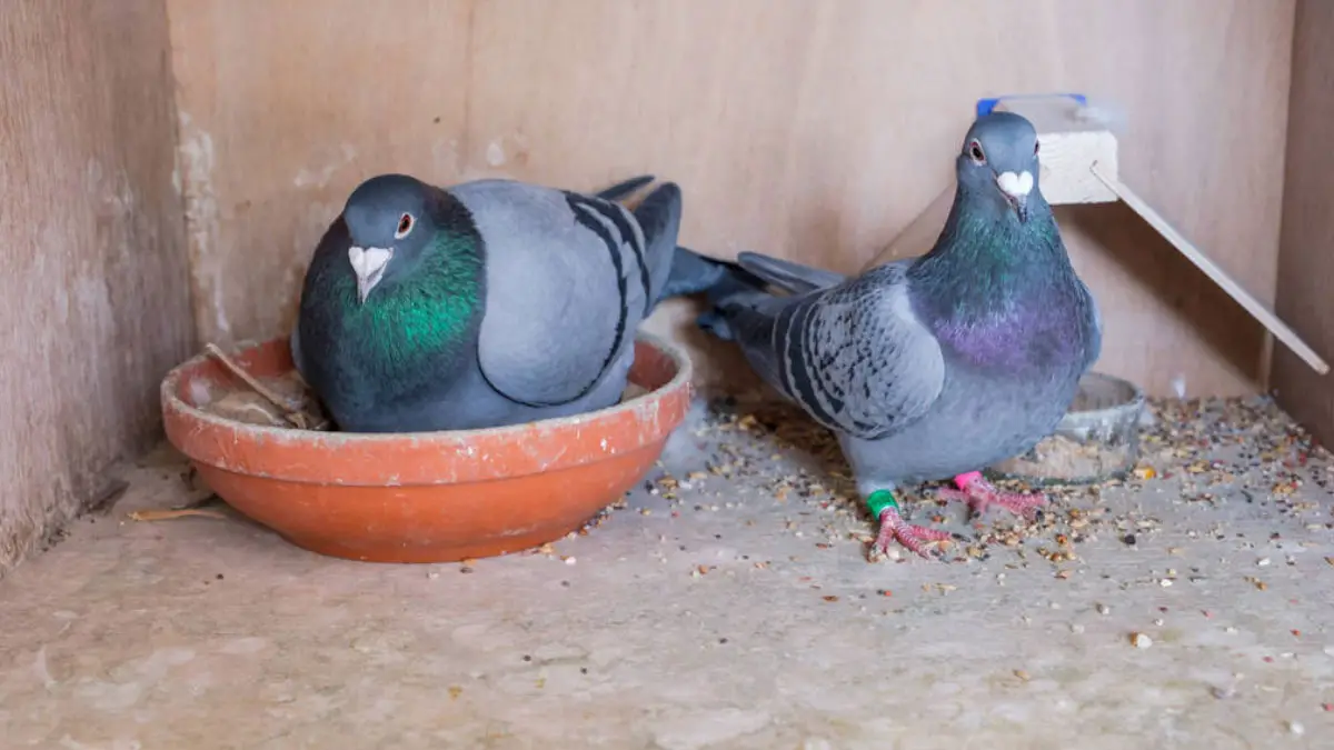 Pigeon Nesting And Breeding Habits