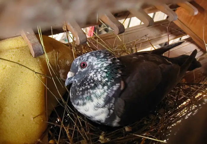 Pigeon Nesting Habits