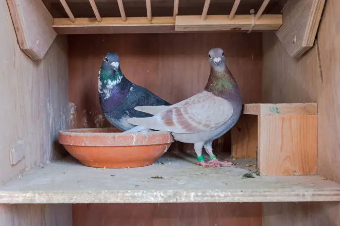 Pigeon Nesting Habits