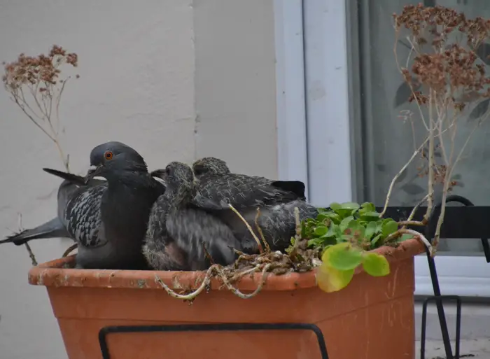 Pigeon Parental Care During Fledgling Stage