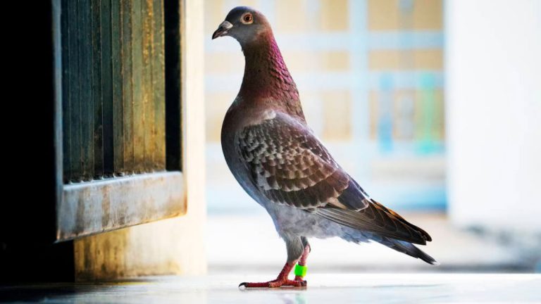 The Pigeon Racing Calendar: Local, National, and International Events