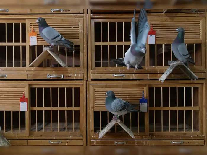 Pigeon Racing Loft