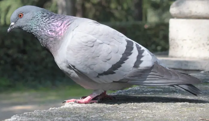 Pigeon Sense of Smell