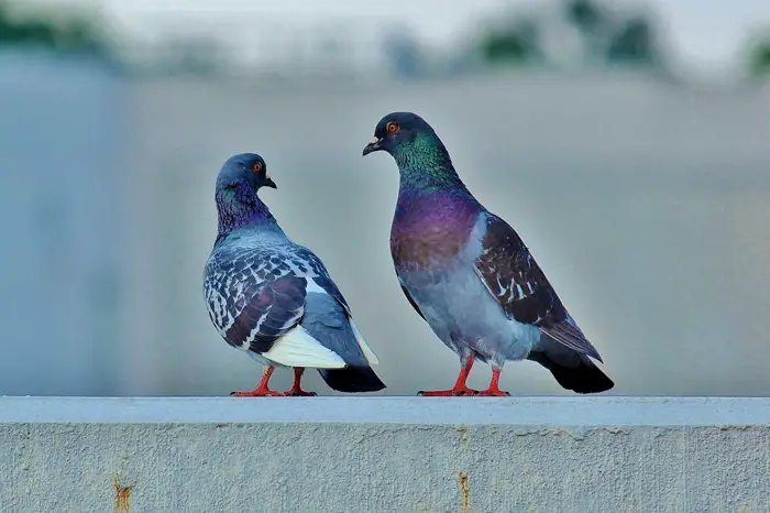 Pigeon courtship behavior