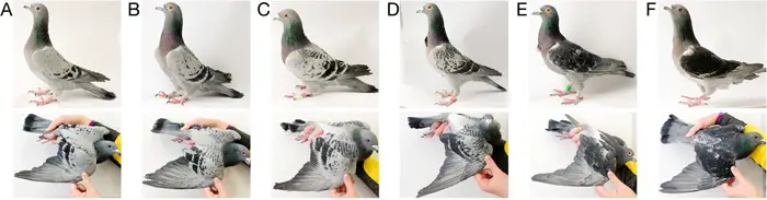 Pigeon genetics and color variations