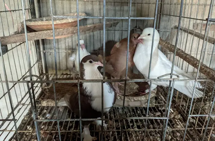 Pigeon pair preening each other as a bonding behavior