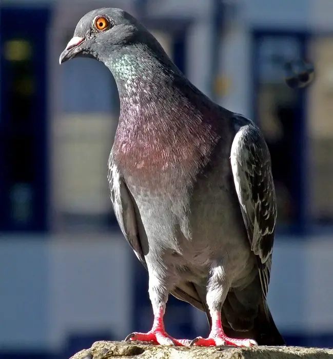 Pigeon's Importance Of Air Sacs