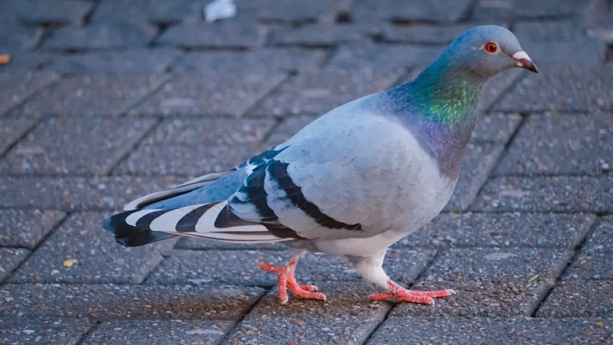 Pigeon's Nervous System and Sensory Capabilities