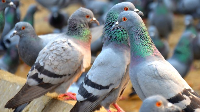 Understanding the Pigeon’s Respiratory System and Unique Air Sacs