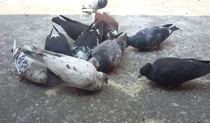 Food Availability for Pigeons