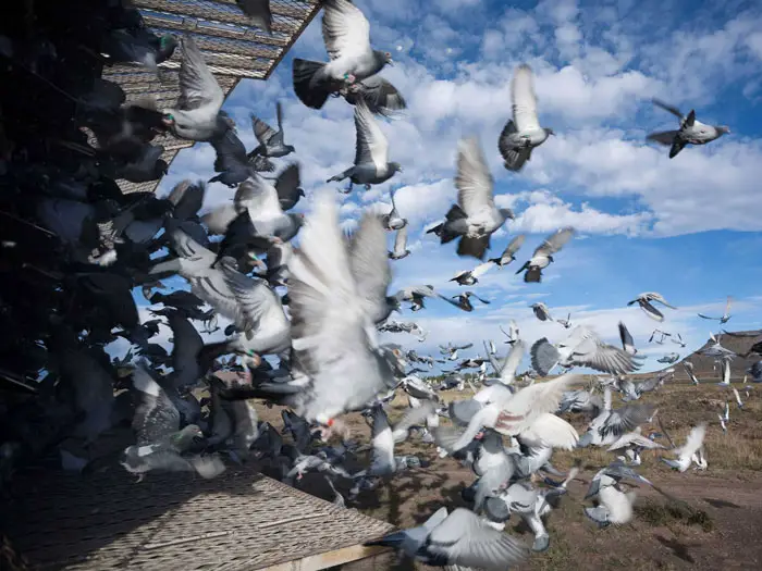 Prominent Pigeon Races Around the World
