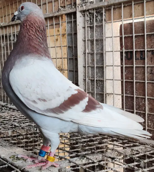 Racing Pigeon Disease