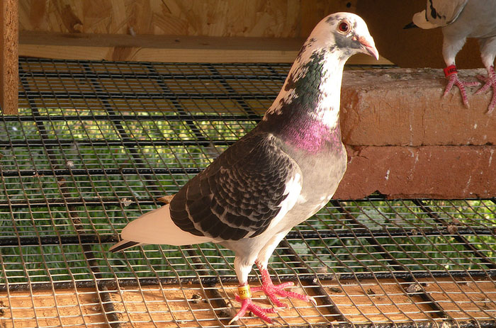 Racing Pigeon Loft Maintenance and Cleaning