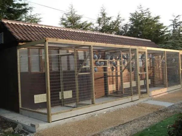 Racing Pigeon Loft Open-Front Design