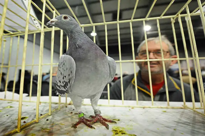 Racing Pigeon Market