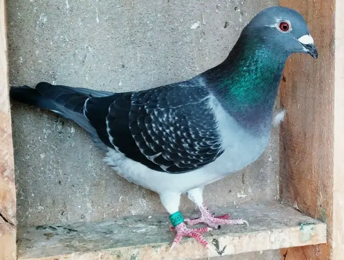 Racing Pigeon Nutrition