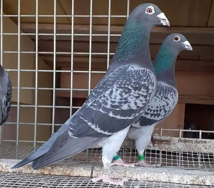 Racing Pigeon Performance