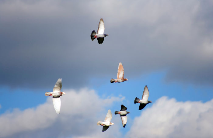 Racing Pigeon Weather Conditions