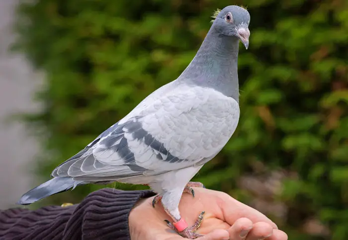 Racing Pigeon